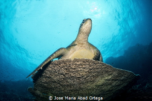 Turtle rest on the table reef and pose for the picture. by Jose Maria Abad Ortega 